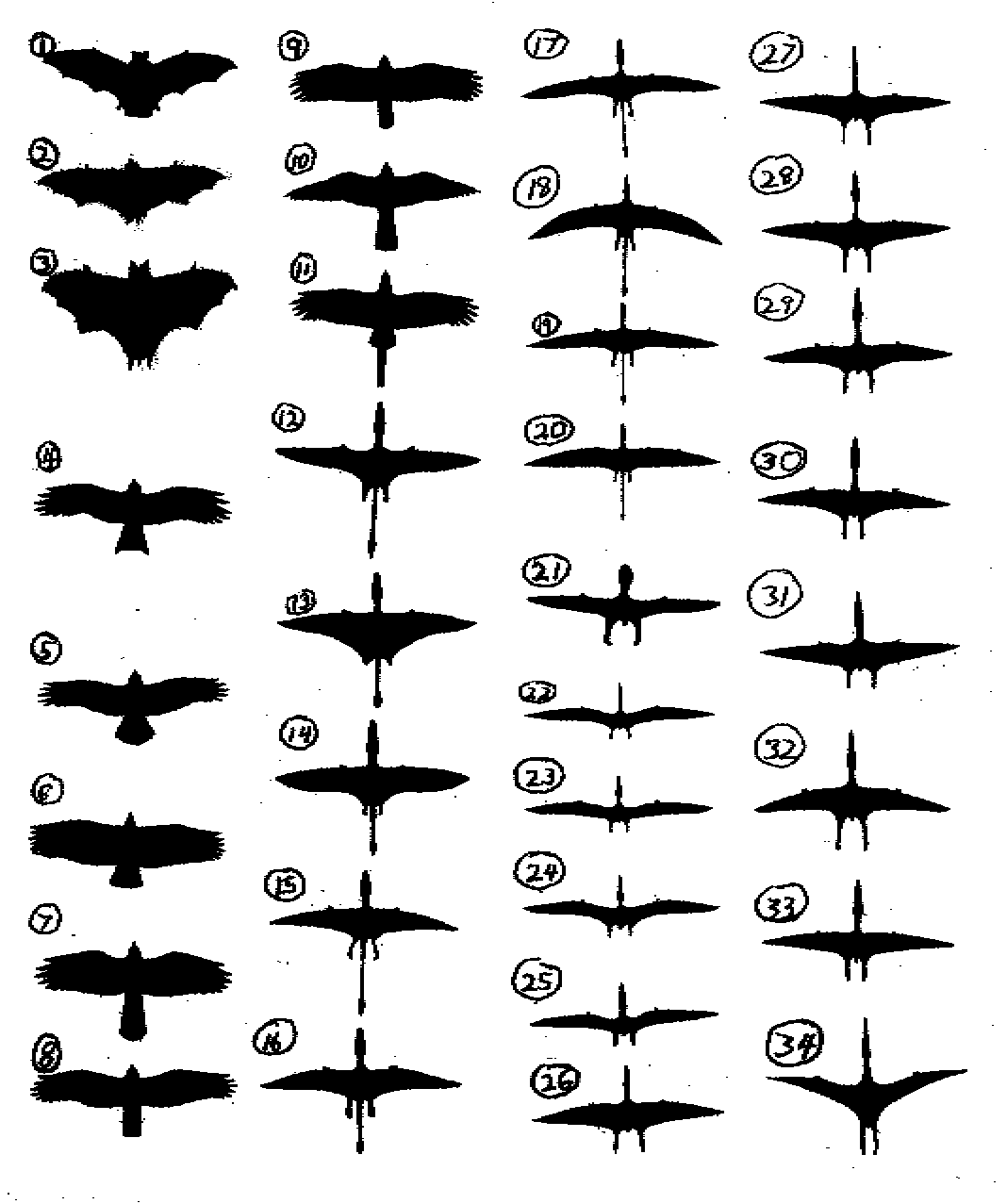 silhouette page of 34 images of bats, birds, and pterosaurs, used by Guessman and Woetzel on their 2004 expedition on Umboi Island