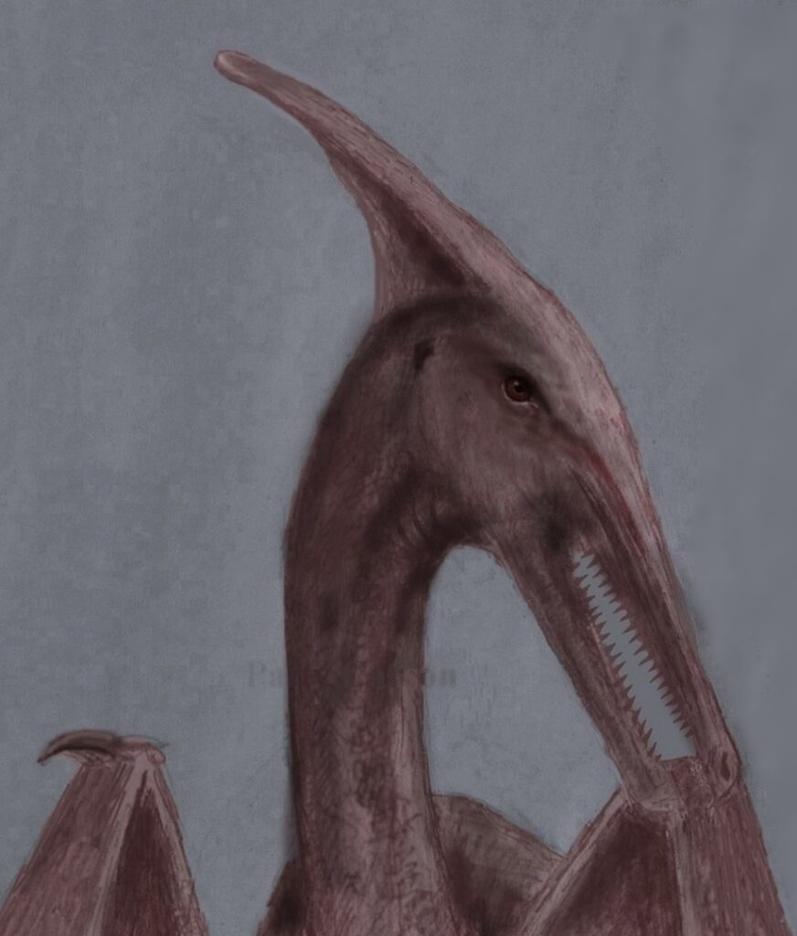 head and upper body of a ropen pterodactyl with teeth